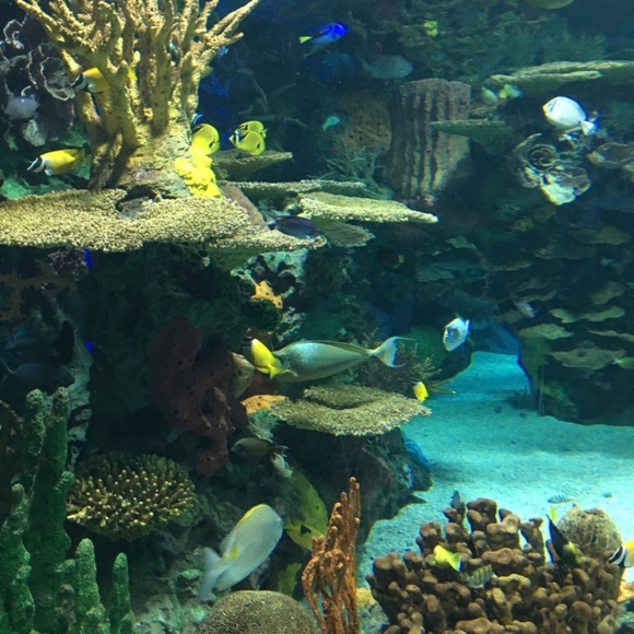 Meet your Posher, Nina - Picture 1 of 1